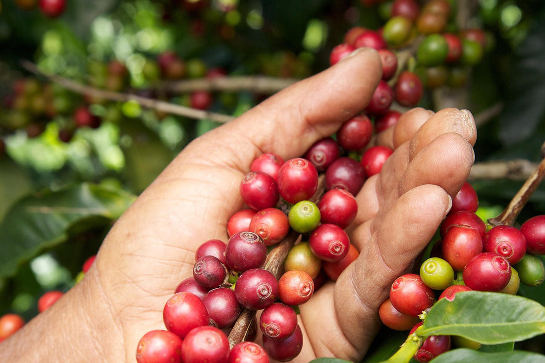 A grower's hand holding ripe coffee cherries on the branch