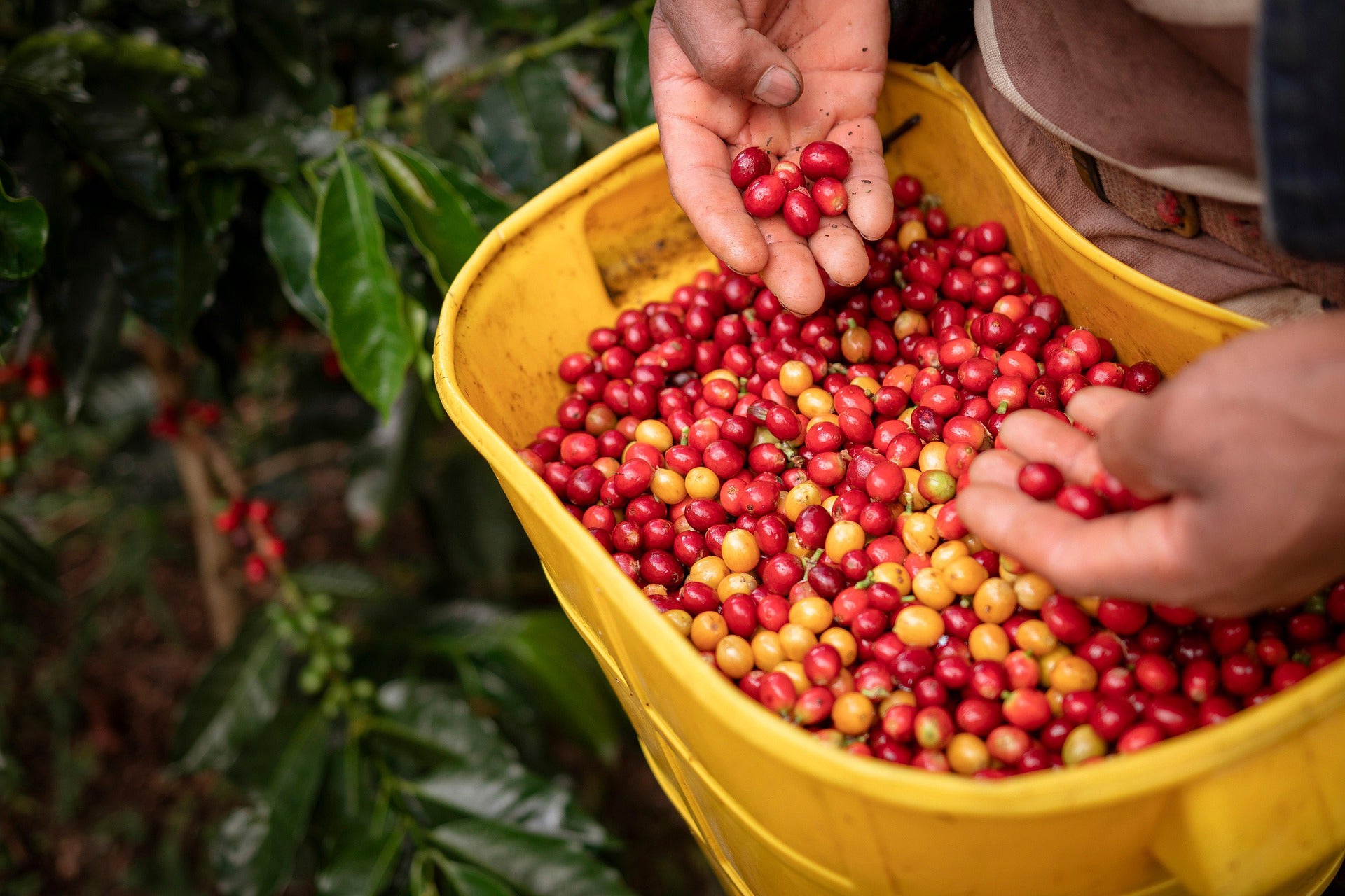 Hands holding freshly picked coffee cherries over a yellow crate in Nariño, Colombia