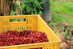 Freshly picked coffee cherries in a crate at harvest in Nariño, Colombia