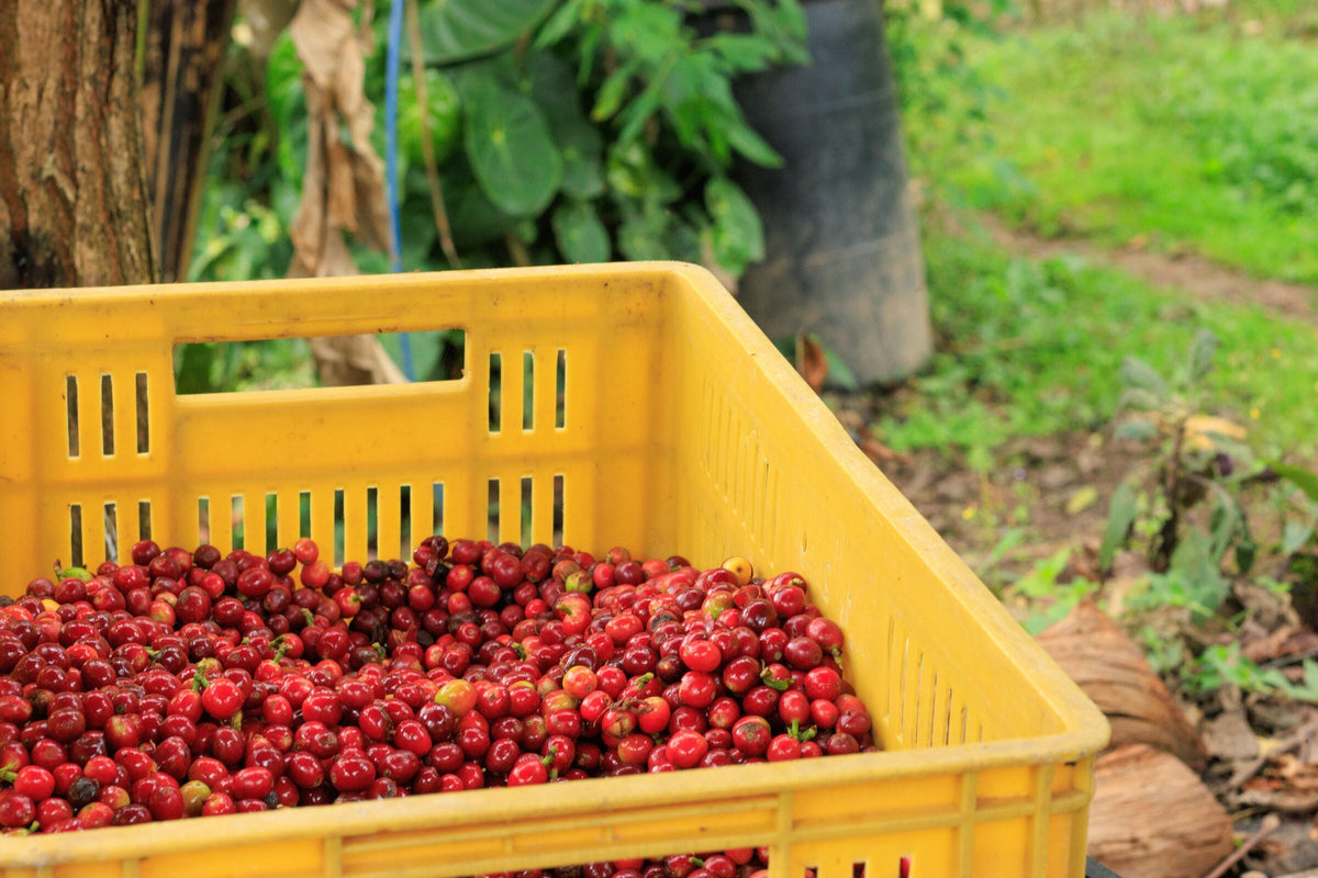 Freshly picked coffee cherries in a crate at harvest in Nariño, Colombia