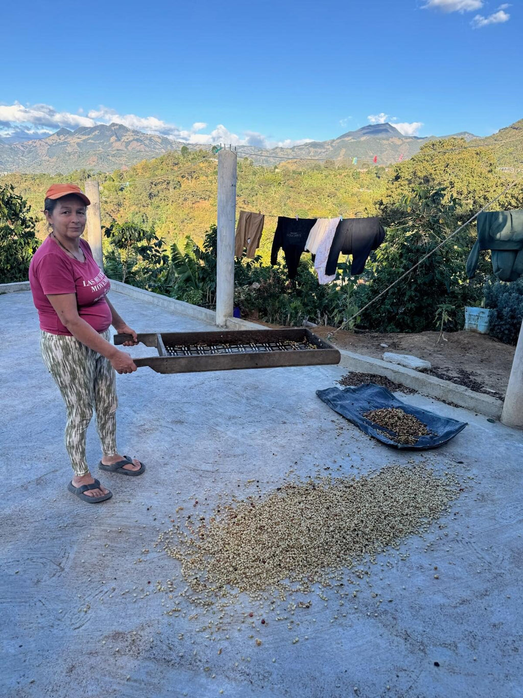 Coffee drying in the sun at El Mirador, Nariño, Colombia