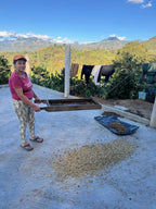 Coffee drying in the sun at El Mirador, Nariño, Colombia